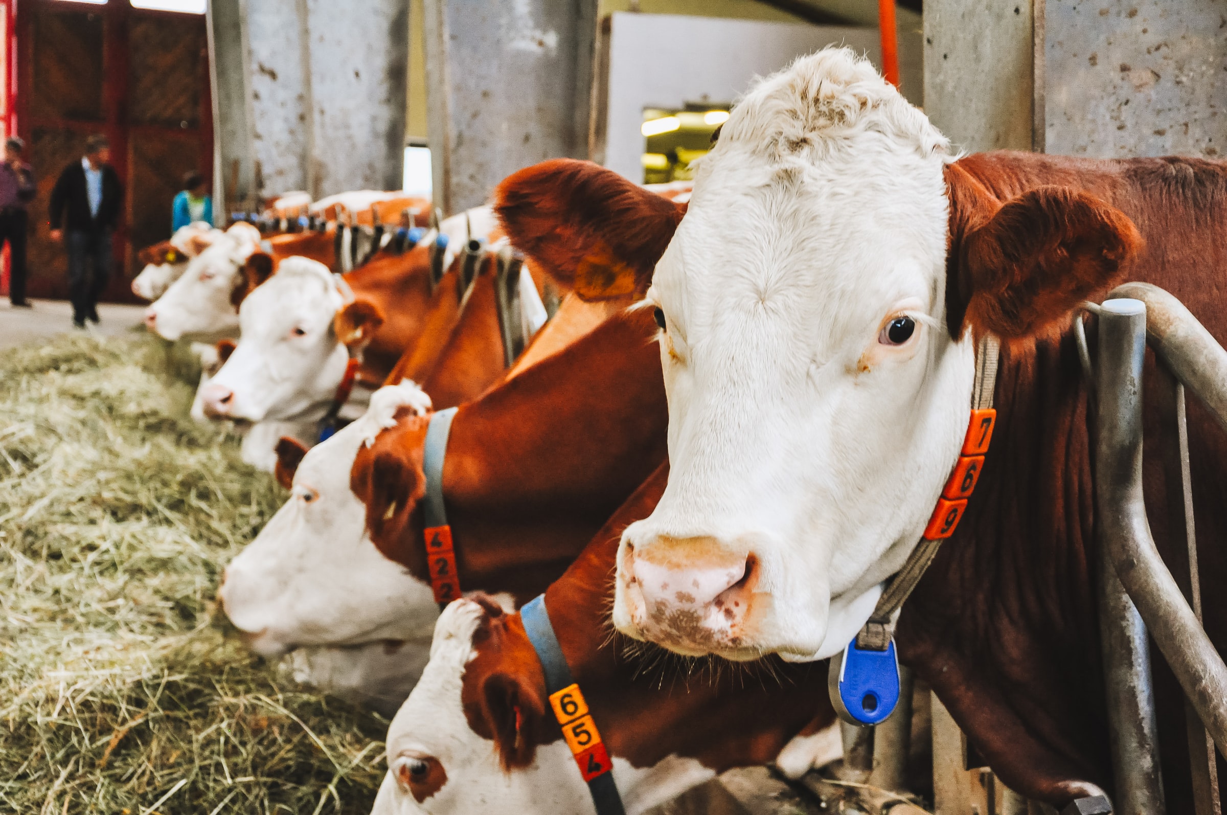 Buchumschlag von Émissions de méthane des vaches laitières: influence des graines oléagineuses dans la ration