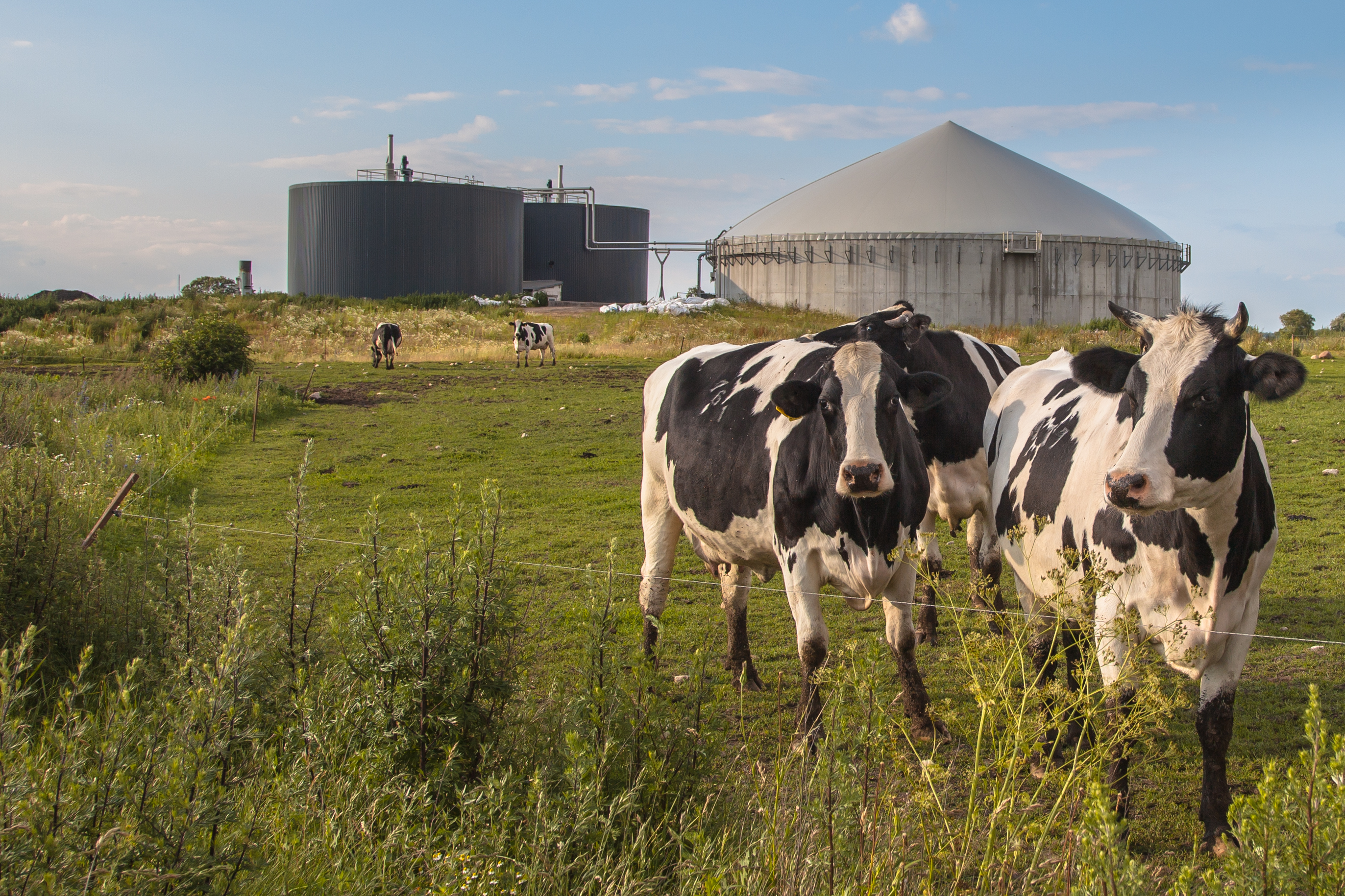 Buchumschlag von Vergärungsprodukte aus landwirtschaftlichen Biogasanlagen