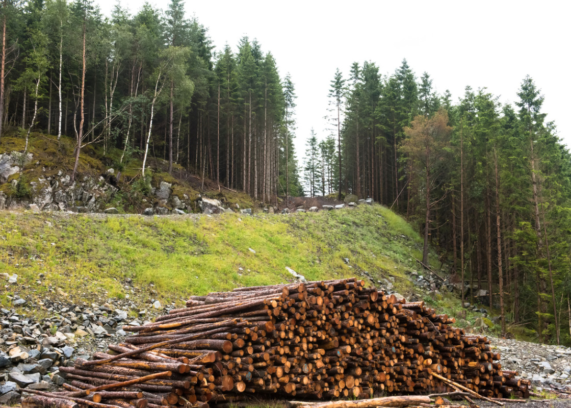 Buchumschlag von Nachhaltige Biomassenutzungsstrategien im europäischen Kontext