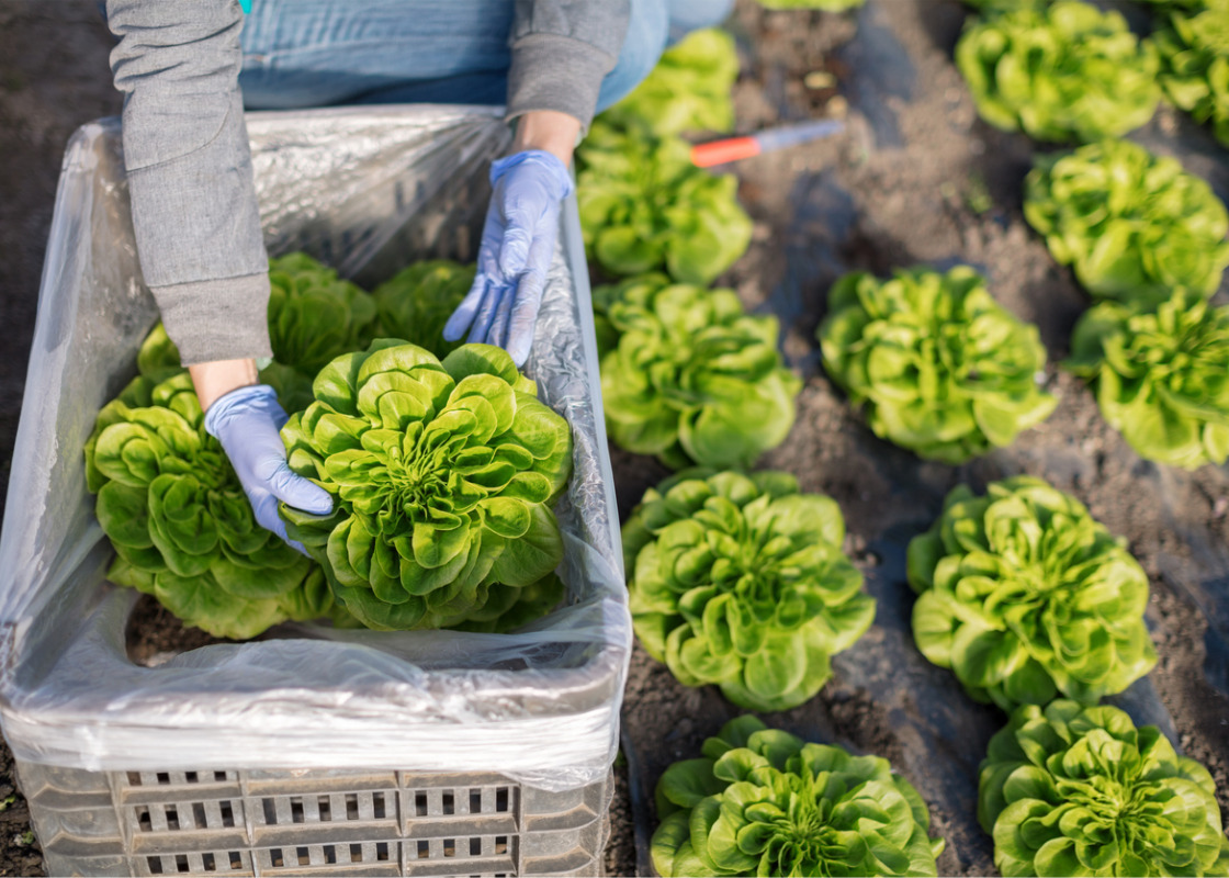 Buchumschlag von Einsatz von Langzeitdüngern im Schweizer Salatanbau