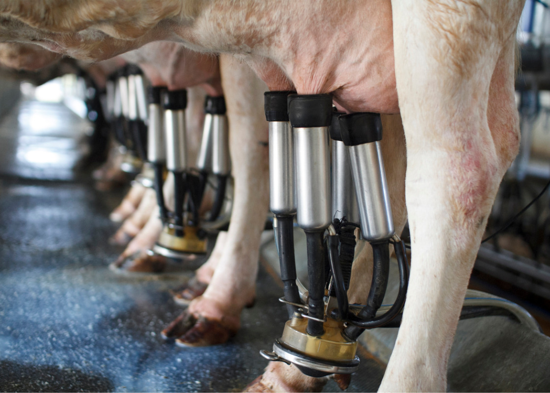 Buchumschlag von Ökobilanz und Wirtschaftlichkeit ökologisch wirtschaftender Milchviehbetriebe mit unterschiedlicher Fütterungsintensität und Produktionsstruktur