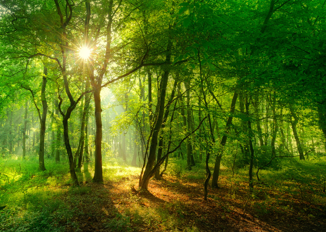 Grundanforderungen an den naturnahen Waldbau