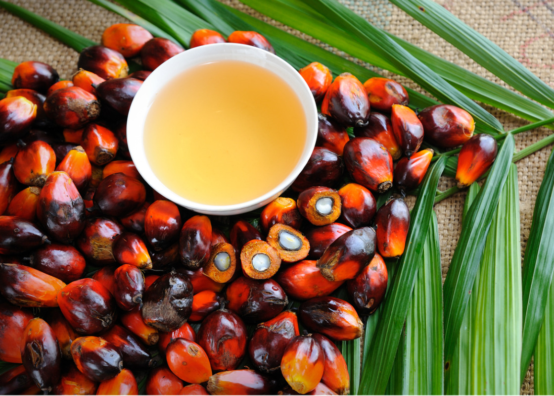 Buchumschlag von Sozial-ökologische Bewertung der stationären energetischen Nutzung von importierten Biokraftstoffen am Beispiel von Palmöl