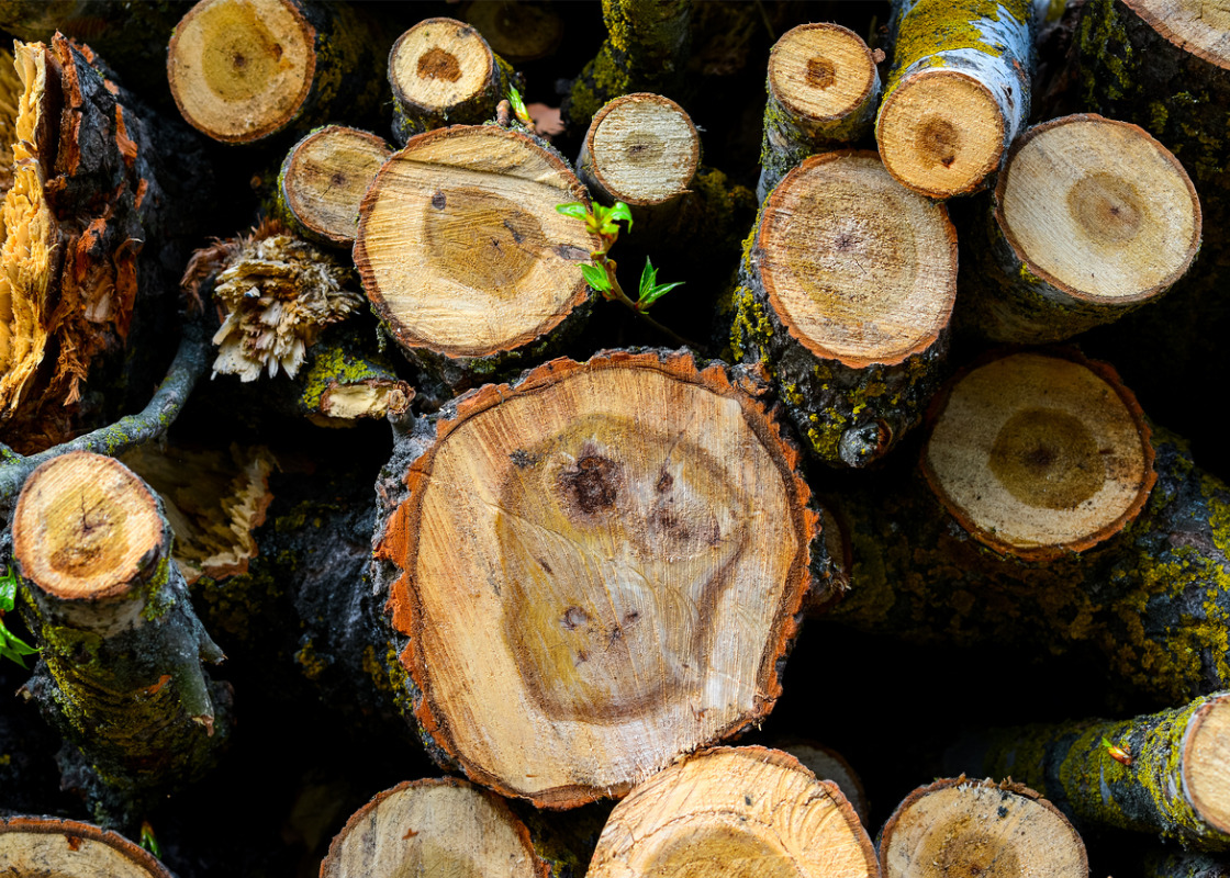 Buchumschlag von Energieholzproduktion in der Landwirtschaft